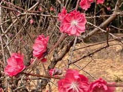 -南国桃园旅游度假区