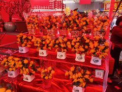 -越秀西湖花市(广州城市广场花卉店)