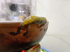 -威邵鸡煲(西华路总店)