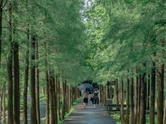 -广州市石门国家森林公园