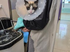 -北京观赏动物医院·24小时大型综合·猫专科·异宠专科