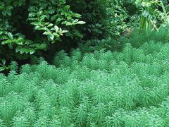 -南山植物园