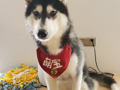 -Husky Go! 哈士奇体验馆·宠物咖啡厅狗咖