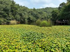 -天目湖山水园