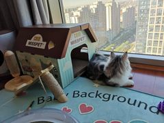 -猫大福·Fortune Cat猫舍(百子湾店)
