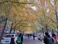 -三里屯东五街银杏大道