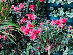-石家庄市植物园