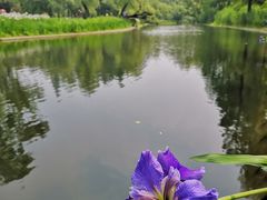 -上海共青森林公园