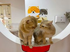 -柴迷FANS CLUB·柴犬狗咖·猫咖