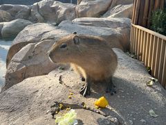 -北京野生动物园