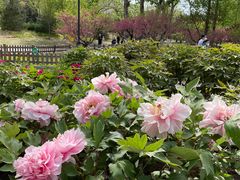-莲花池公园