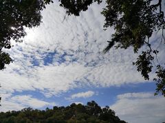 -中国科学院华南植物园
