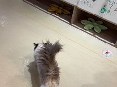 -藏猫猫咖啡主题馆(中央大道店)