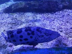 -海合安武汉极地海洋公园