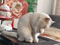 -無鱼咖啡店(淇澳岛店)