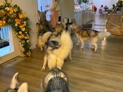 -Husky Go! 哈士奇体验馆·宠物咖啡厅狗咖