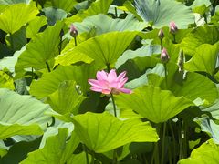 -莲池书院博物馆