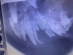 -美联众合动物医院·24h转诊中心