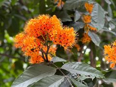 -深圳仙湖植物园