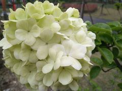 -维也纳国际酒店·上海虹桥火车站国家会展中心店