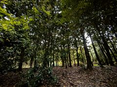 -上海共青森林公园