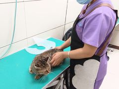 -北京观赏动物医院·24小时大型综合·猫专科·异宠专科