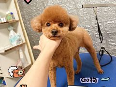 -派多格宠物(御景湾店)