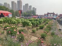 -曹州牡丹园