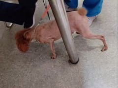 -安安宠医·安宠宠物医院