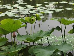 -北陵公园