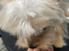 -PETKIT小佩宠物(昭化店)