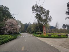 -铁山坪森林公园