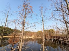 -同里国家湿地公园
