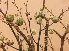 -ChaKo Flora ·茶子花艺 (市北店)