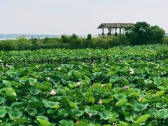 -鄱阳湖国家湿地公园