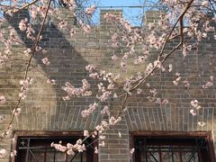 -桃花堤公园