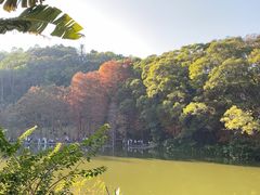-深圳仙湖植物园