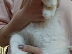 -lincat·猫舍(广州店)