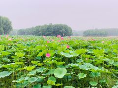 -东郊湿地公园