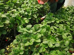 -南汇老顾农家乐采摘大团水蜜桃采摘店