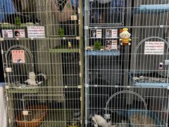 -猫的天空之城概念书店(北戴河蔚蓝海岸店)