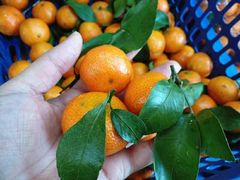 -鲜力达果品批发直销(青山店)