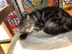 -more than meow吴止猫主题餐厅(承德 中船汇店)