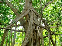 -中国科学院西双版纳热带植物园