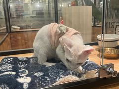 -袖虎·猫馆(体育西路店)