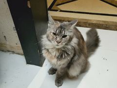 -猫色咖啡·猫咖