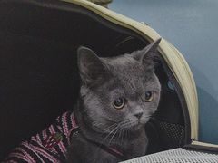 -米苏动物医院·犬猫专科·骨科外科内窥镜