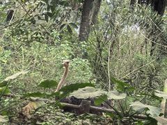 -海南热带野生动植物园