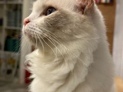 -楼上猫咖(罗湖店)