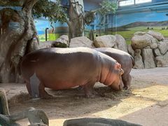 -大连森林动物园